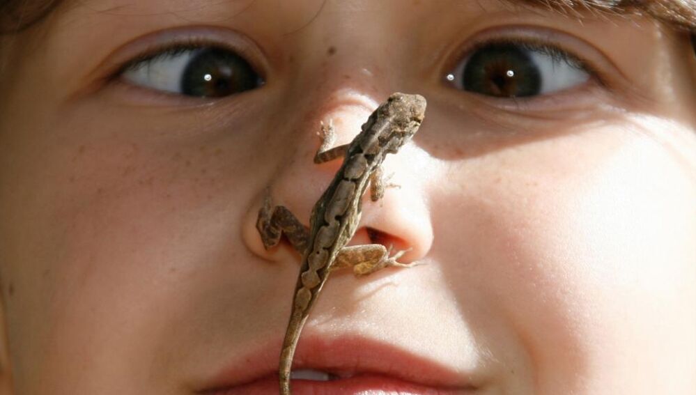 La primera comida puede cambiar la vida de una lagartija