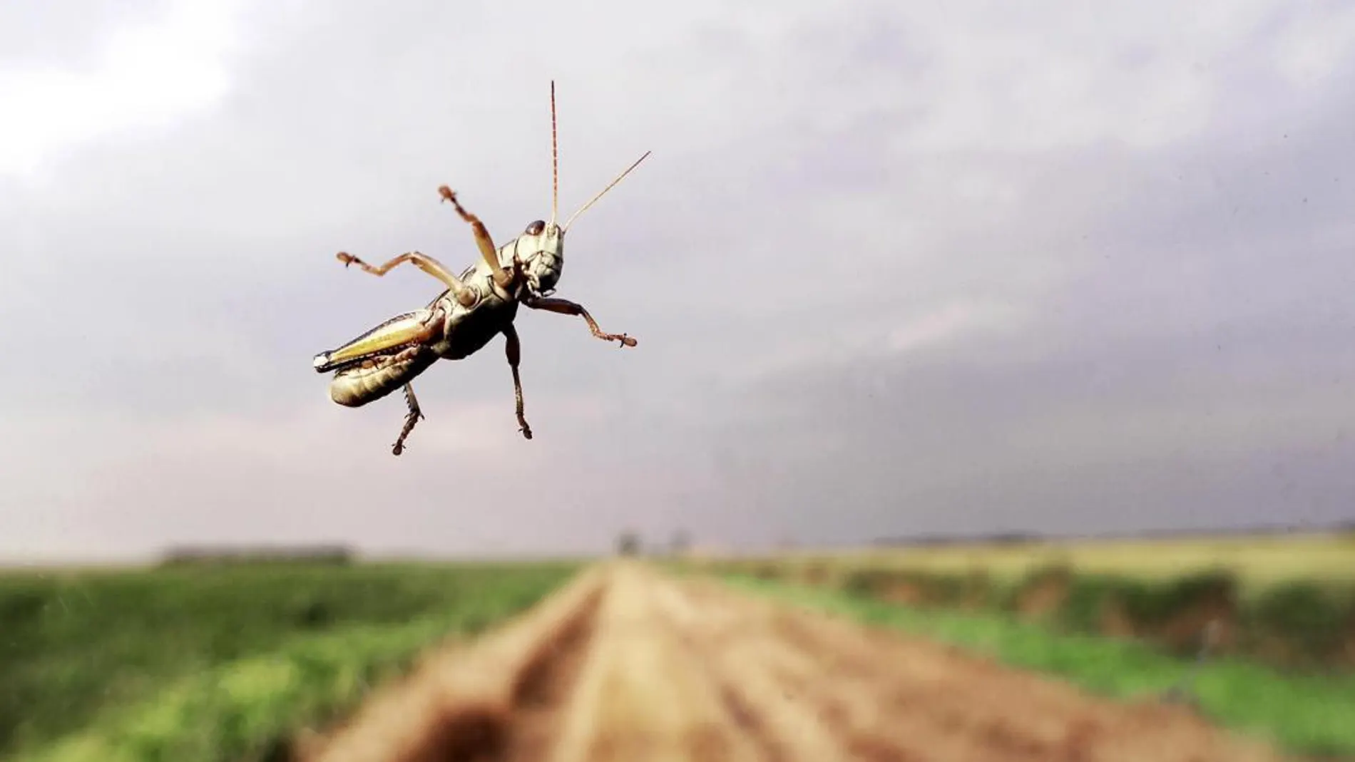 Saltamontes, uno de los invertebrados con los que se realizó el estudio / AP