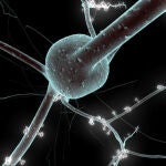 La investigación de la Universidad de Tokyo emplea cultivos de neuronas conectados al robot. En la imagen, recreación 3D de una neurona.