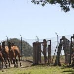 Varios de los asistentes al congreso Mundial Wild 10 que se celebra en Salamanca, ante varios de los 23 caballos en peligro de extinción de la raza retuertas, que han sido puestos en libertad en la Reserva Biológica de Campanarios de Azaba en Espeja (Salamanca).
