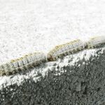 Las orugas se encierran durante el frío en bolsones. Una vez que sienten que la temperatura es la adecuada y han crecido lo suficiente, salen e inician su descenso al suelo, donde se enterrarán hasta convertirse en mariposas