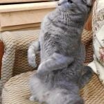 Chuchú, la gata madrugadora