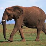 Un ejemplar de elefante africano, una de las especies más amenazadas hoy en día