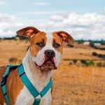 Un pitbull salva a un bebé de morir en un incendio