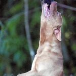 La rabia se cobra otra víctima