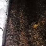 Las abejas habían colonizado las paredes de la casa/Atlas