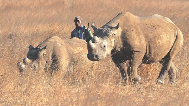 Este verano se ha conseguido crear el primer embrión híbrido de rinoceronte / ZIMBABWE ENVIRONMENT