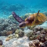 Un ejemplar de tortuga verde / Brocken Inaglory / Wikipedia Commons