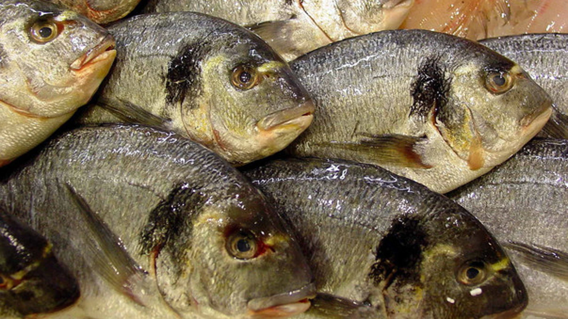 Los investigadores han llevado a cabo experimentos de exposición con doradas. / Luis Miguel Bugallo Sánchez