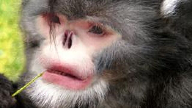 Rhinopithecus strykeri, el mono que estornuda cuando llueve