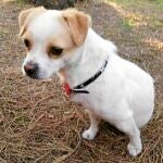 Solidaridad para ayudar al cachorro Peque