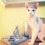 El ganador de la semana: Malo, un gato muy «perruno»