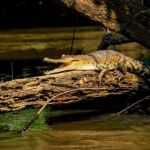 Un ejemplar de cocodrilo de hocico delgado / Foto: FIU