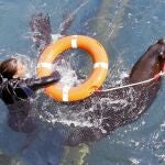 Los leones son adiestrados para llevar una cuerda o un salvavidas a una persona en peligro