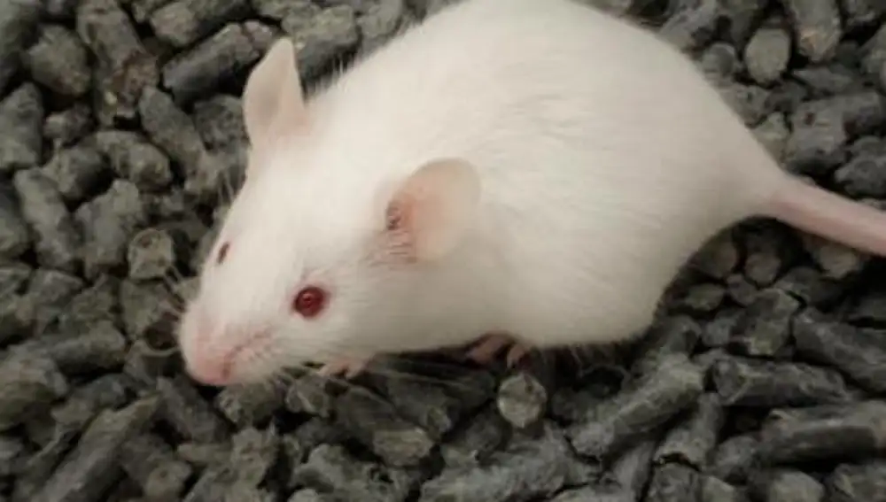 Los ensayos con ratones son imprescindibles para el avance de la ciencia
