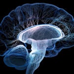 Bajo anestesia, los estados cerebrales son “bastante particulares”