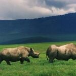 Actualmente existen 5.055 rinocerontes negros (Diceros bicornis) en África