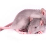 Solo los ratones que recibieron la estimulación ligada a la activación de las células de lugar pasaron más tiempo en la localización codificada por esas células