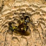 Varios ejemplares de Liostenogaster flavolineata en un nido