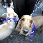 Dos perros con sus dueños, en una imagen de archivo