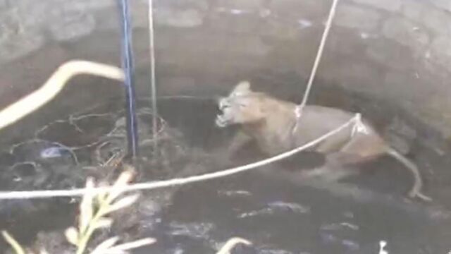 Dramático rescate de un león que cayó a un pozo de 20 metros de profundidad