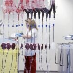 Cuando la donación llega al Banco de Sangre sigue un proceso antes de enviarse a los hospitales. En la imagen, la filtración de los hematíes