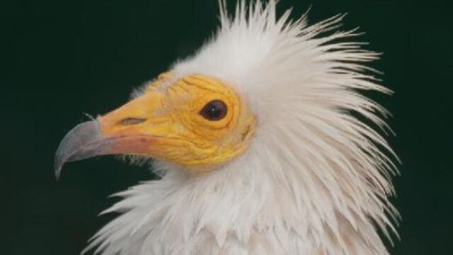 El nuevo convenio entre la Universidad de Barcelona y Red Eléctrica de España contribuirá a mejorar el conocimiento y la conservación del alimoche común (Neophron percnopterus).