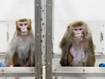 Dos macacos rhesus utilizados en un experimento Dos macacos rhesus utilizados en un experimento