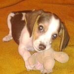 Toby, un beagle peculiar