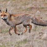 El zorro es uno de los mayores depredadores de la fauna cinegética.