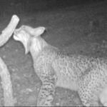 Imagen del lince fotografiado en Ciudad Real