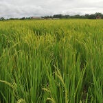 Desde hace ocho años, la caña de azúcar y la palma aceitera han sido las materias primas utilizadas para la producción de bioetanol y biodiésel respectivamente