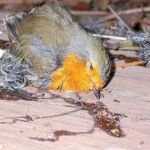 Los ecologistas cuestionan mucho la supervivencia de las aves, tras haber sido atrapadas por un «parany»