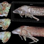 Imagen de la Homalodisca vitripennis, conocida comúnmente como 'cigarrilla de alas cristalinas', obtenida con microtomografía