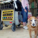 Los animales de compañía necesitan un pasaporte y un microchip para viajar por la UE