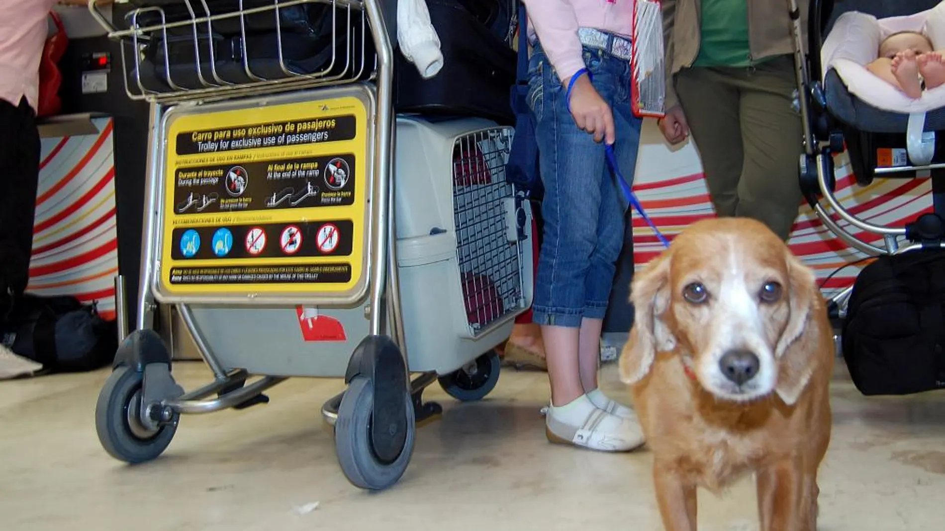 Los animales de compañía necesitan un pasaporte y un microchip para viajar por la UE