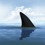 Esta es la playa con más tiburones del mundo, ¿te atreverías a bañarte?