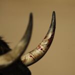 Julián Zamora crea la ganadería Toros de Medinaceli