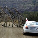 Jirafas en Sudáfrica