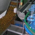 Producción de encurtidos de Aceitunas Miroliva, ubicada en la localidad de Ciudad Rodrigo