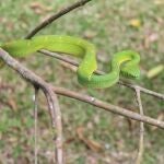 La serpiente B. lateralis