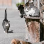 Los felinos callejeros tienen una esperanza de vida de tan sólo dos años. Mientras que los que viven en casas, pueden alcanzar los 18 años