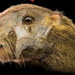 Reconstrucción de la cabeza del Vintana sertichi