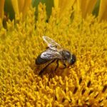 Una abeja poliniza una flor en Suiza