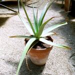 Planta de aloe vera