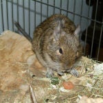 Ejemplar de ratón hembra degús (Octodon degus)