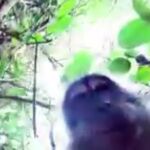 El animal se retrató de esta manera. Incluso parece que sonríe a cámara