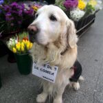 Ney, en la puerta de la floristería