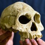 Cráneo de un homo erectus, en una imagen de archivo