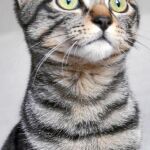 Misi, la gata saltarina